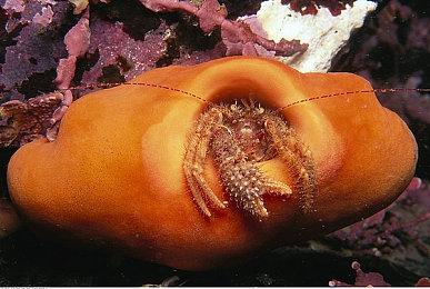 《Exoborne》测试2月12日开启 现已开放注册