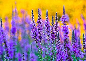 来瓦手秀！《无畏契约》手游正式上线登陆全平台